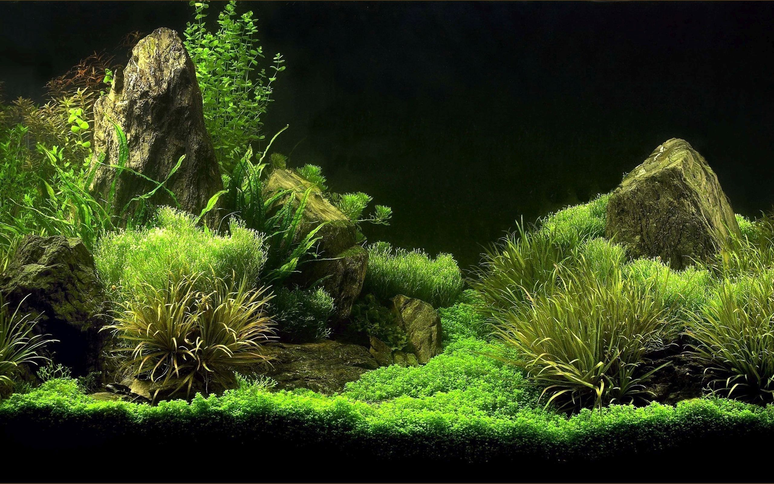 Download 460 Koleksi Background Grass Aquarium Gratis